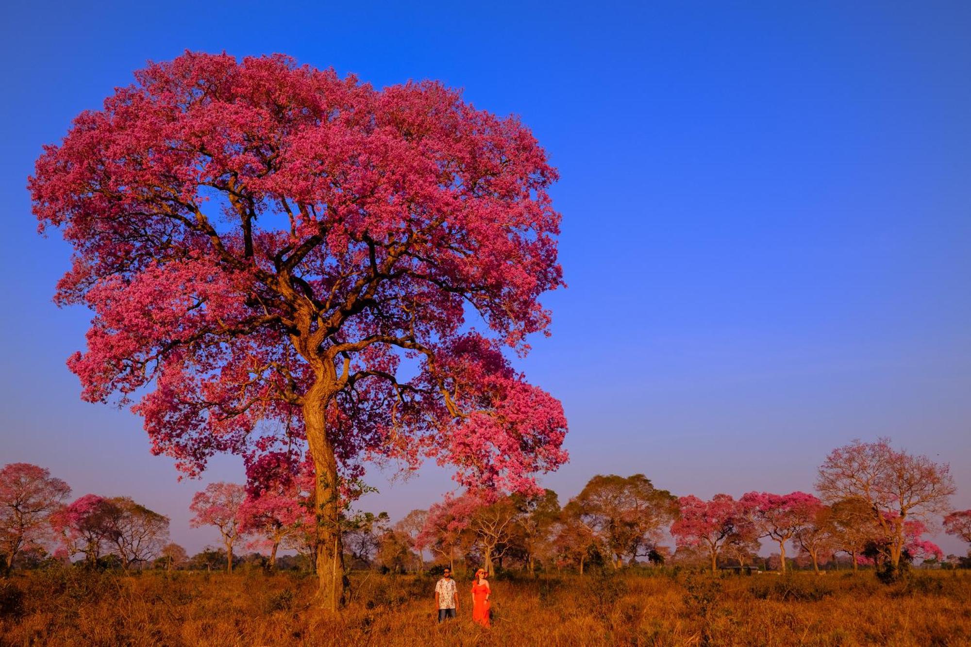 Hotel Pantanal Mato Grosso Pocone Luaran gambar